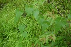 Dioscorea belophylla